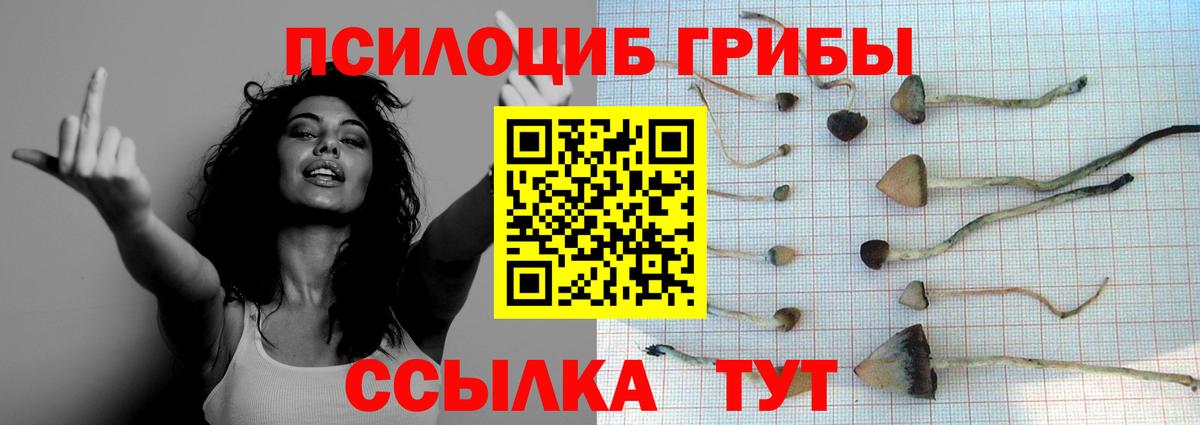 Псилоцибиновые грибы Psilocybine cubensis  Галлюциногенные грибы Cubensis  Москва  продажа наркотиков  Вход с VPN 